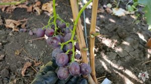 Виноград Рудик. Урожай и особенности гибридной формы
