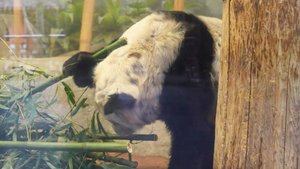 Панда Яя вернулась в Китай после 20 лет жизни в США / События на ТВЦ