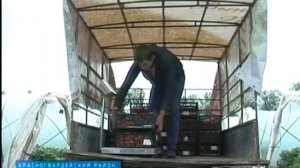 В Адыгее начался сезон сбора клубники