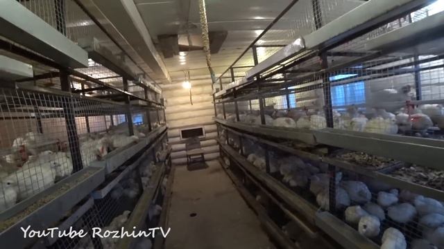 Содержание бройлера! Как сделать и обогреть брудер? смотреть онлайн