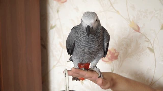 Экзотические попугаи: серый африканский попугай жако, красноспинный ара, солнечные аратинги