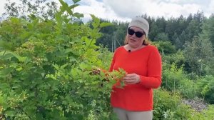 Пермакультура в летний период Часть 2