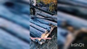 Ловушка на ФАЗАНА ТЕТЕРЕВА ЛОВИТ ВСЁ ПОДРЯД