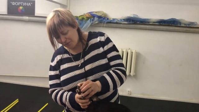 У Вас Собака Агрессивной Породы? Как Убрать Агрессию у Собаки?
