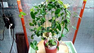 A Visit with Hoya megalantha