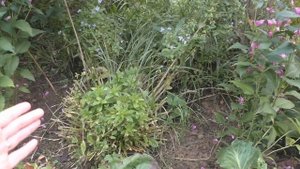 Хелоне - чудесный многолетник!