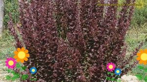 Барбарис тунберга Рэд Рокет. Краткий обзор, описание характеристик berberis thunbergii Red Rocket
