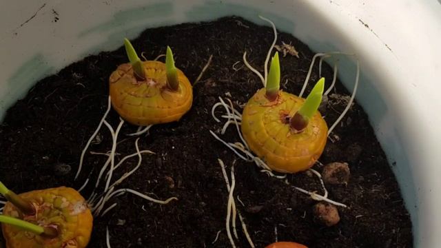 Гладиолусы. Ранняя посадка гладиолусов  в горшки