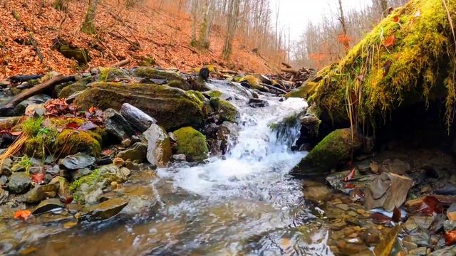 Dunbarton-Meditative-Ambient-Soundscape-For-Learning-And-Relaxing-95403||Nature Songs||