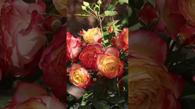 🌹Прекрасные розы цветут уже в июне🌹