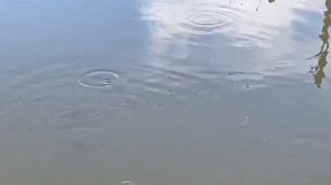 Дачный пруд (копанка)
