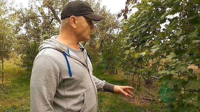 Что делать с виноградом в октябре. смотреть онлайн