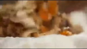 видосик от Хестона, про бульон!)