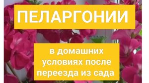 ПЕЛАРГОНИИ В ДОМАШНИХ УСЛОВИЯХ ПОСЛЕ ПЕРЕЕЗДА ИЗ САДА #садвцветах #пеларгонии #flowers #цветы.mp4