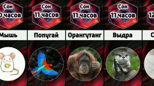 Сколько времени спят животные в сутки