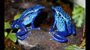 Топ 10 самых ядовитых животных в мире