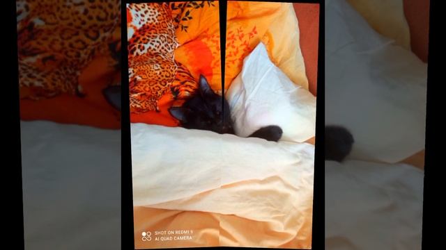 Котик