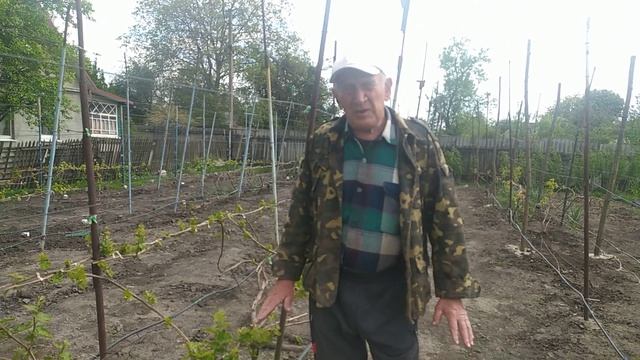 Обработка винограда по 3-5 листу