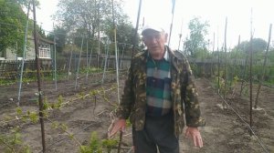 Обработка винограда по 3-5 листу