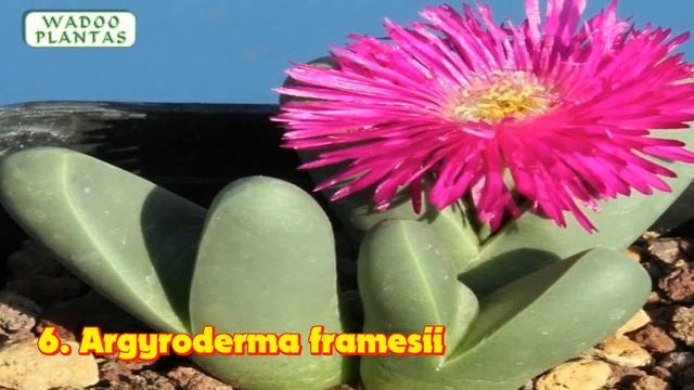 16 VARIEDADES DE ARGYRODERMA смотреть онлайн