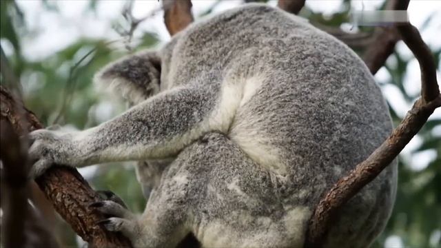 Большой Барьерный риф, Коралловые острова смотреть онлайн