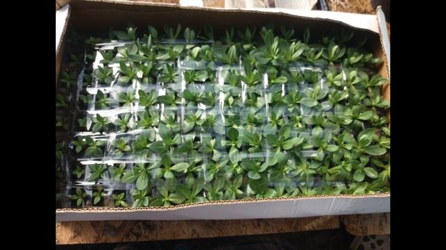 Как мы упаковываем посылки с сеянцами. смотреть онлайн