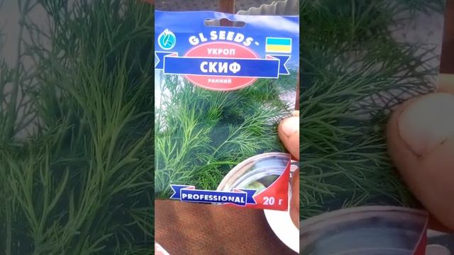 Посадка редьки редис в теплице как вырастить редис смотреть онлайн