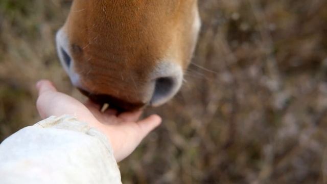 Осень и Северный Ветер - сын Сказки. смотреть онлайн