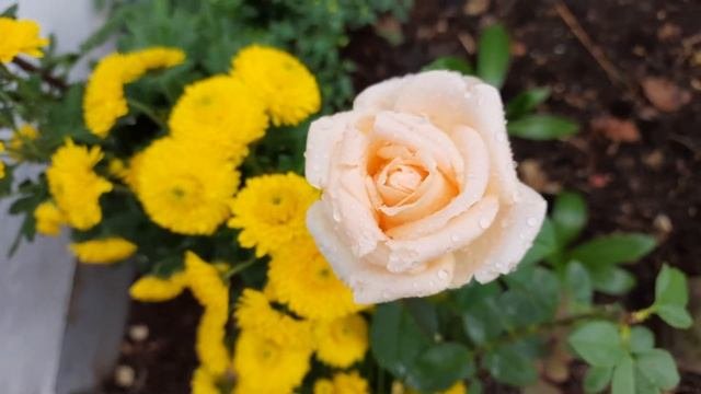 АСМР БЛИЗКИЙ ШЕПОТ/Цветы/Природа/Вдохновение/Легенды о цветах/ASMR