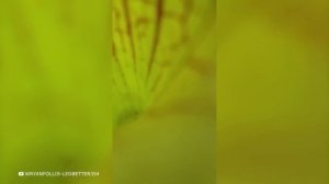 100 Самых Ядовитых, Гигантских и Редких Животных в Мире