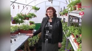 Вегетативная петуния. Черенкование петуний. Урожайные грядки.