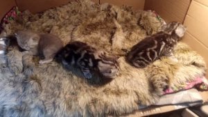 У кошки пропало молоко! Что будет с котятами?!