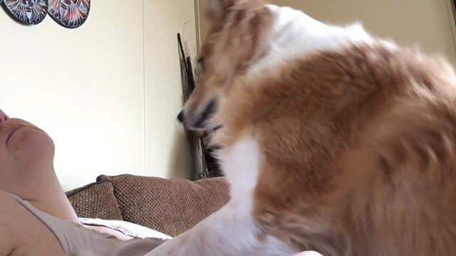 Narcolepsy Response Service Dog (03/18/16) смотреть онлайн