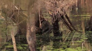 Water Rat or orange bellied water rat aka Rakali, filmed in the wild at Bakers beach, Tasmania,