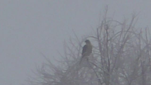 Вышел 🦅 ястреб из тумана смотреть онлайн