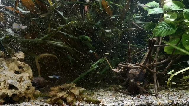 ДАФНИЯ.ОТЛИЧНЫЙ ЖИВОЙ КОРМ ДЛЯ РЫБОК. смотреть онлайн