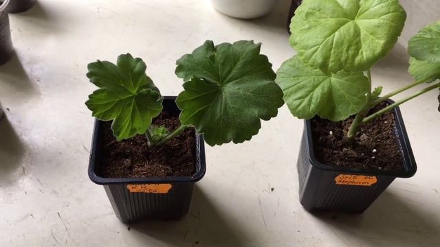 Пеларгония.Секрет успеха при укоренении и выращивания черенка. смотреть онлайн