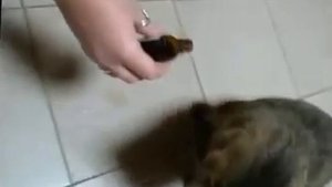 Коты и валерьянка!!!Смотреть всем!