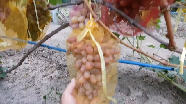 Виноград Казанова , Алматы Казахстан 10 августа 2020г! смотреть онлайн