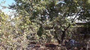 ДАЧНЫЙ УЧАСТОК С НУЛЯ! КУПИЛИ ЗАБРОШЕННЫЙ УЧАСТОК, ЧТО УЖЕ СДЕЛАНО.