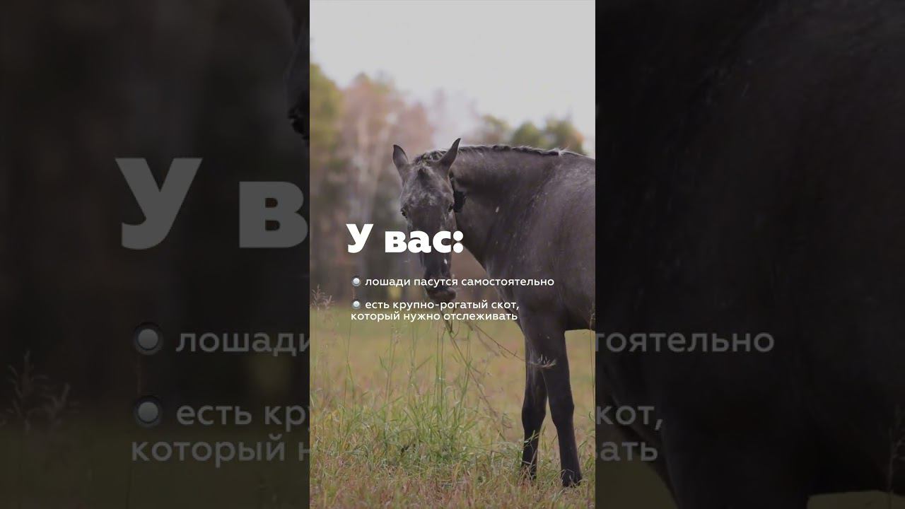 GPS-трекер Petsee для отслеживания крупных животных на WB арт. 183791354  #gpsтрекер #лошади #кони