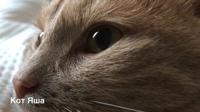 2.Жизнь кота Яши. Утро в постели или просто с добрым утром, Яша!