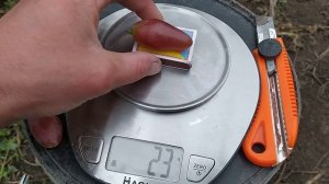 Виноград  Диксон 2021г.