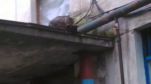 Спаривание котов на крыше)