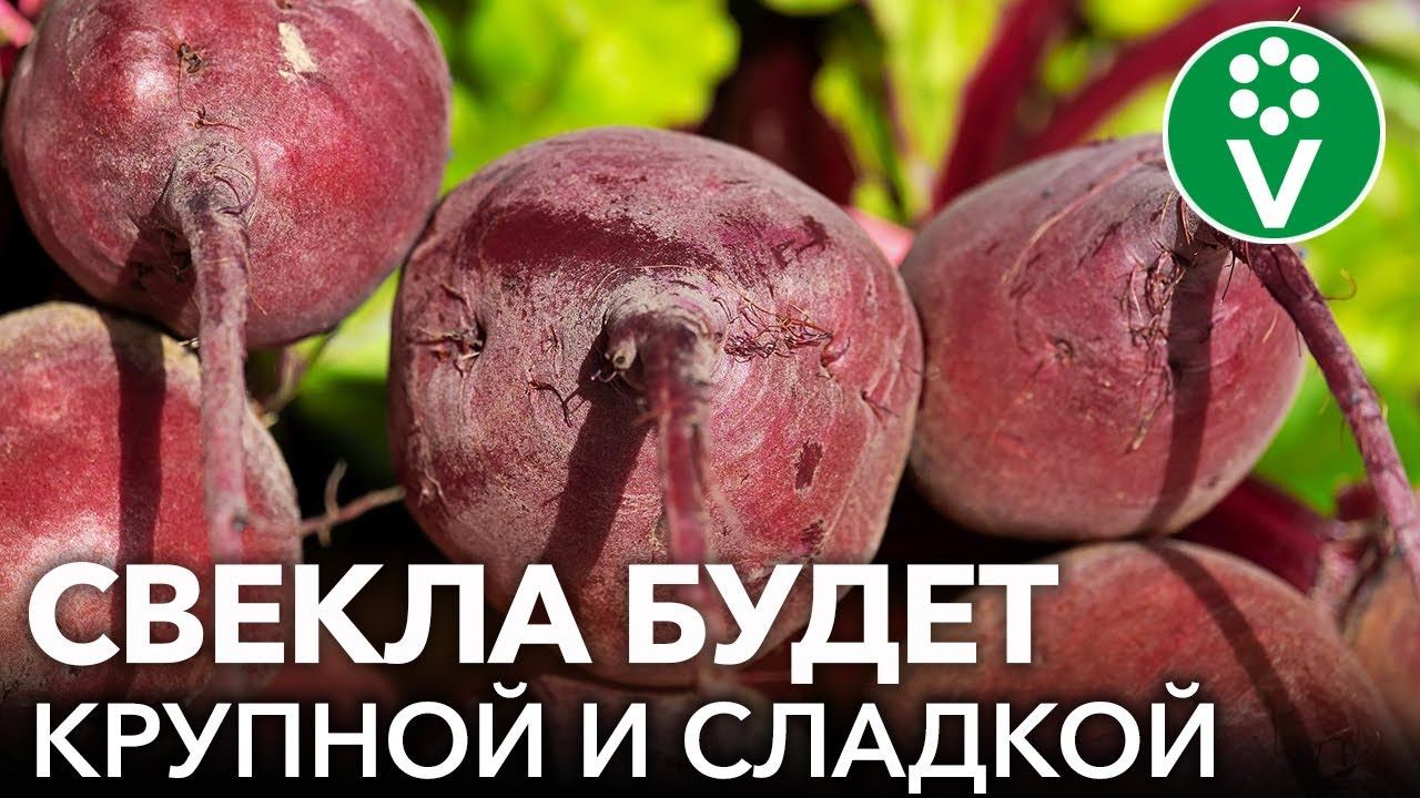 Свекла цилиндра схема посадки