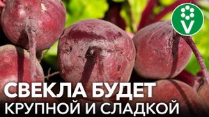 КОГДА ПОСЕЯТЬ СВЕКЛУ ВЕСНОЙ И ЧЕМ ПОДКОРМИТЬ СРАЗУ ПОСЛЕ ВСХОДОВ? Секреты большого урожая свеклы