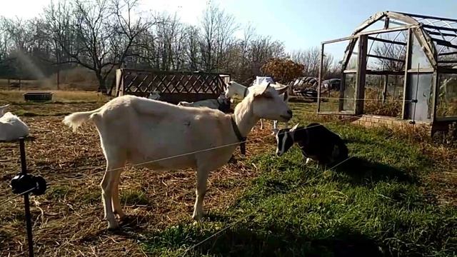 ♥Запуск козы первокотки. Чем плохо раннее покрытие для козы. смотреть онлайн