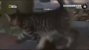 Котенок с шестью лапами  Жалко котенка!  Самые странные животные