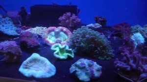 Фонарик рыболовный с синим светом Fenix HP40F: тест на РЫБЕ