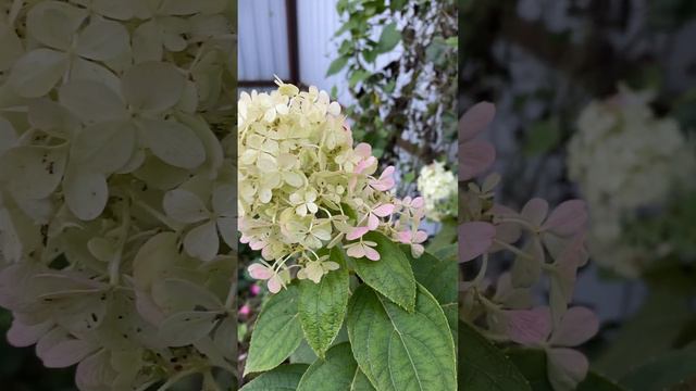 Гортензия Полярный медведь #flower #garden #russia #сад